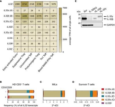 IL-2 and TCR stimulation induce expression and secretion of IL-32β by human T cells